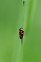 Froghopper - Cercopis vulnerata - A